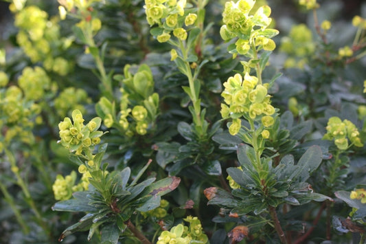 EUPHORBIA amygdaloides Robbiae image 0