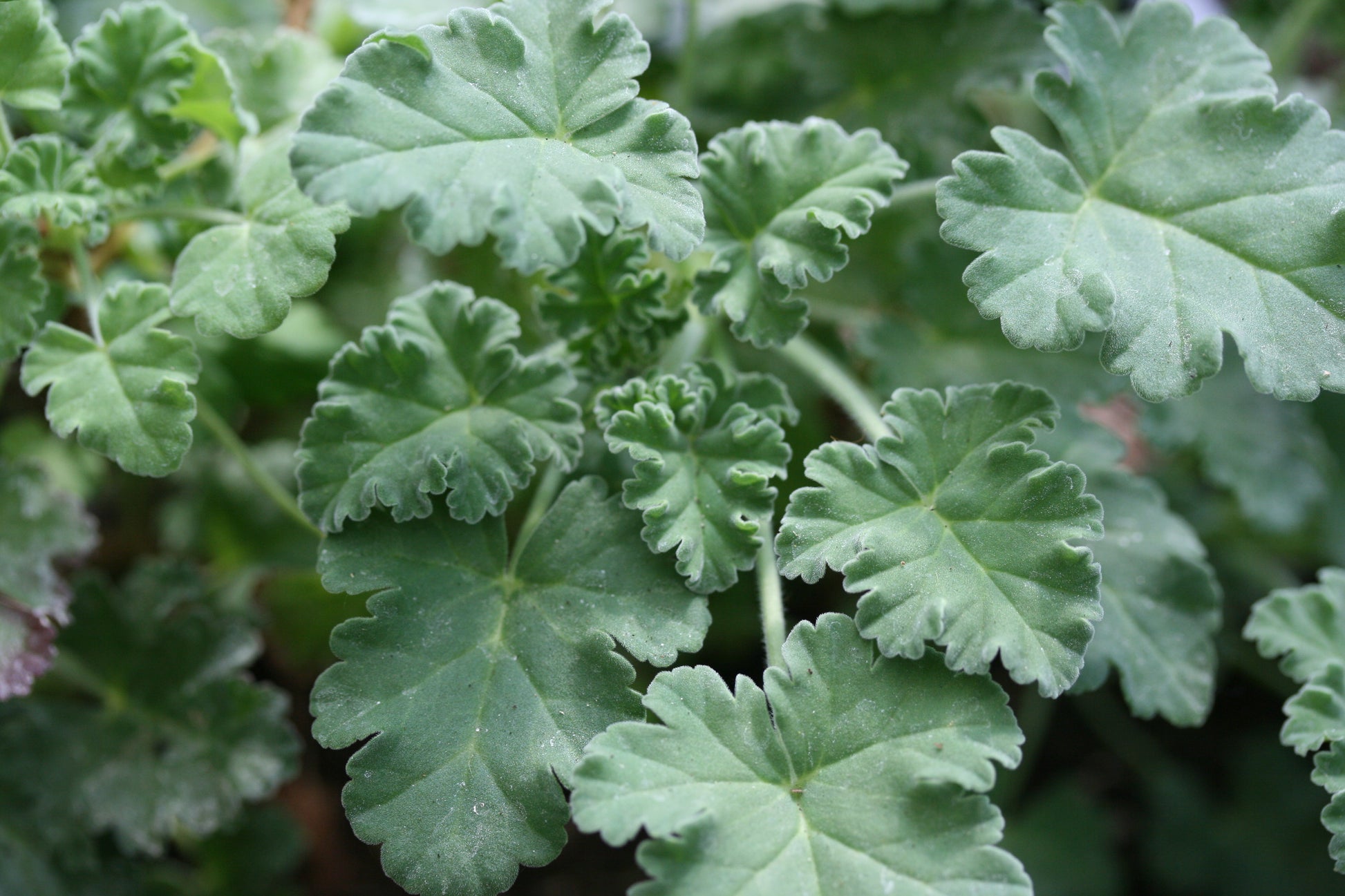 PELARGONIUM Brilliantine image 2