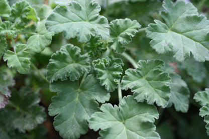 PELARGONIUM Brilliantine image 2