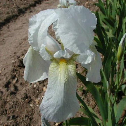 IRIS Florentina image 0