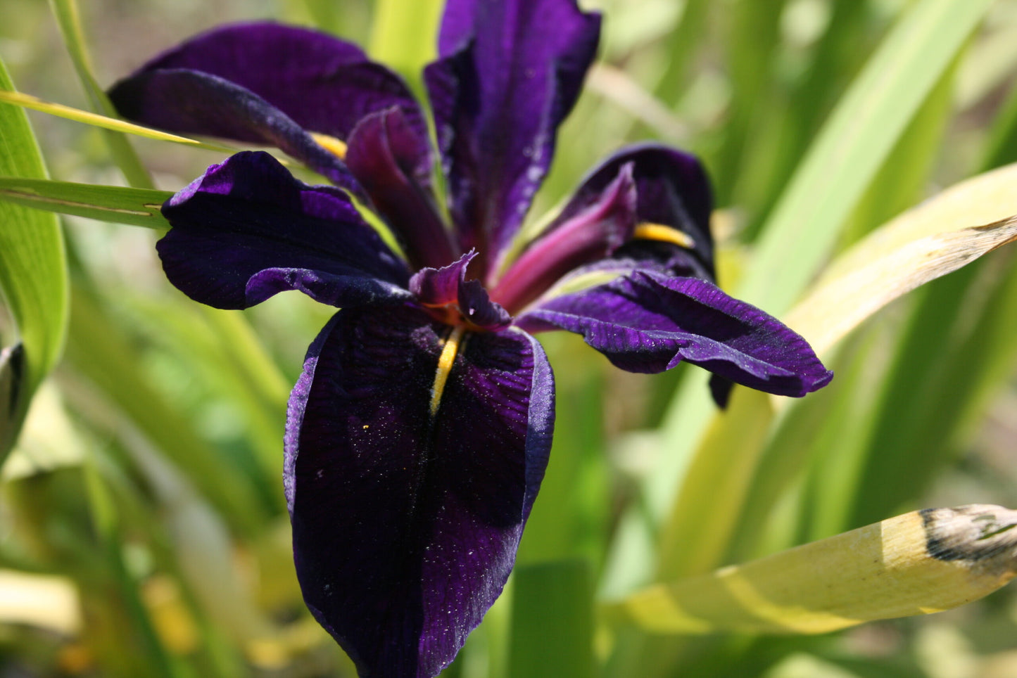 IRIS louisiana Black Gamecock image 0