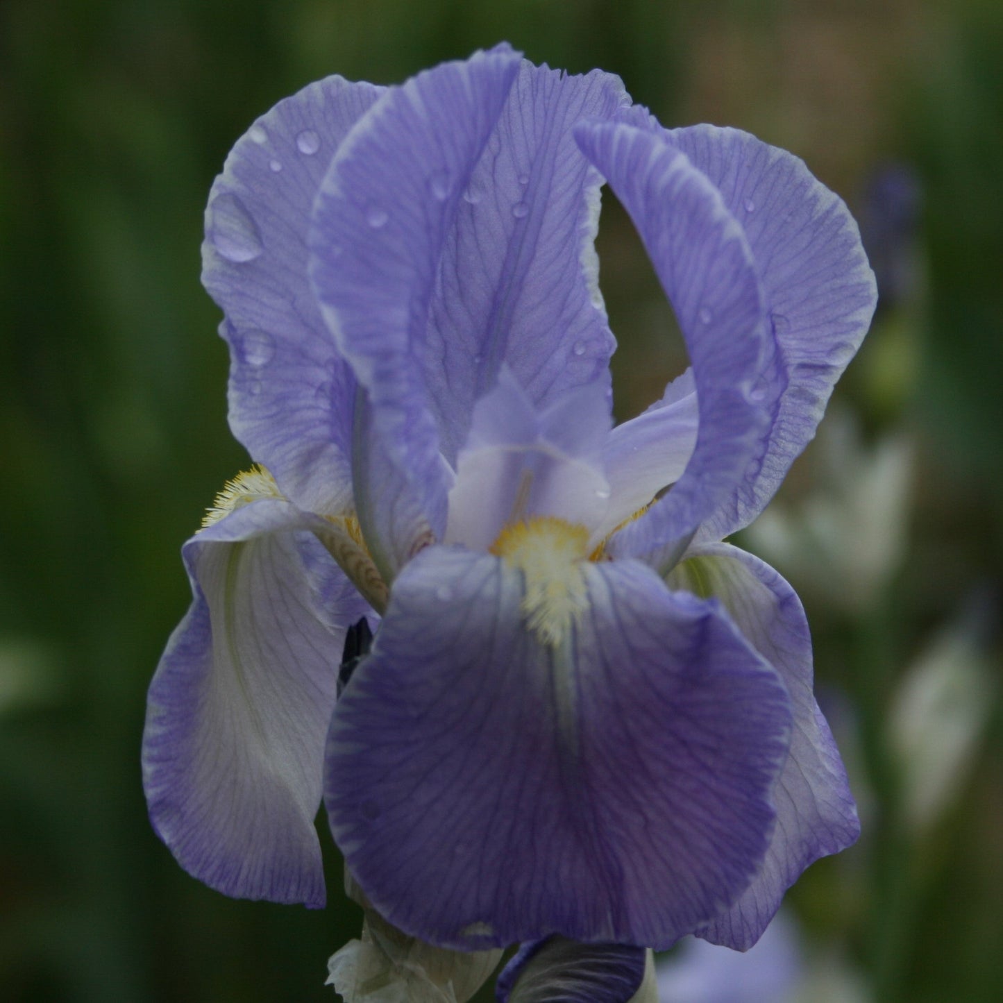 IRIS Queen Of May image 0