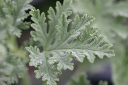 PELARGONIUM Blandfordianum image 2