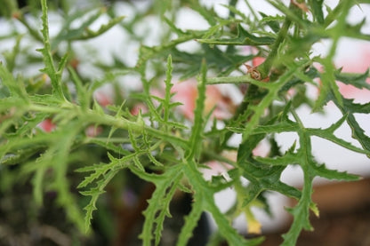 PELARGONIUM denticulatum image 2