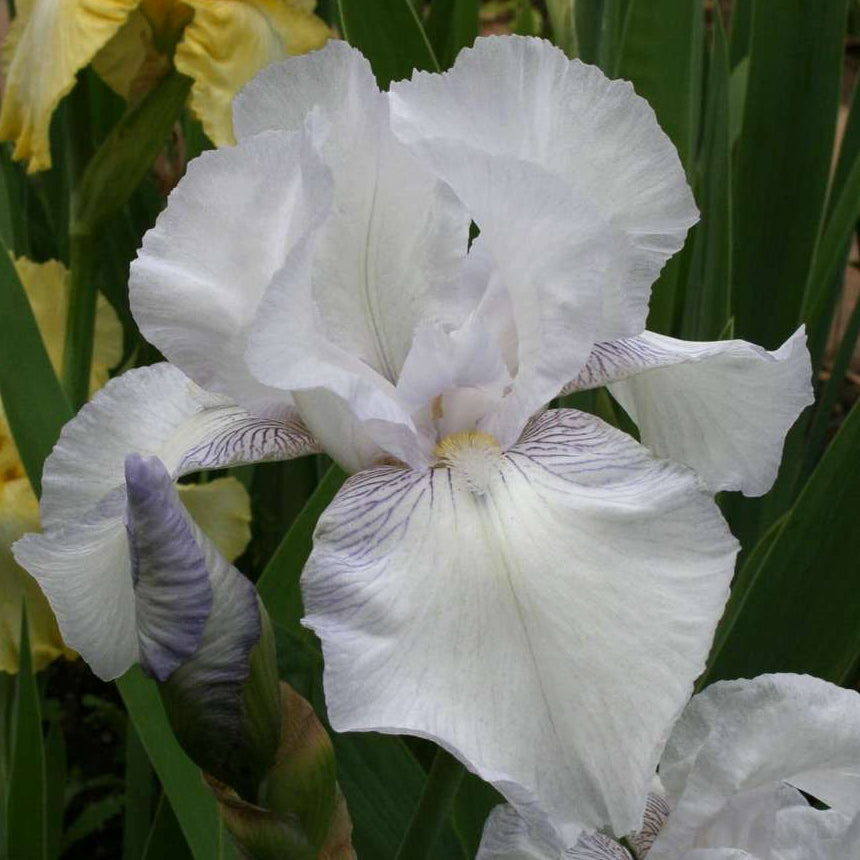 IRIS English Cottage image 0