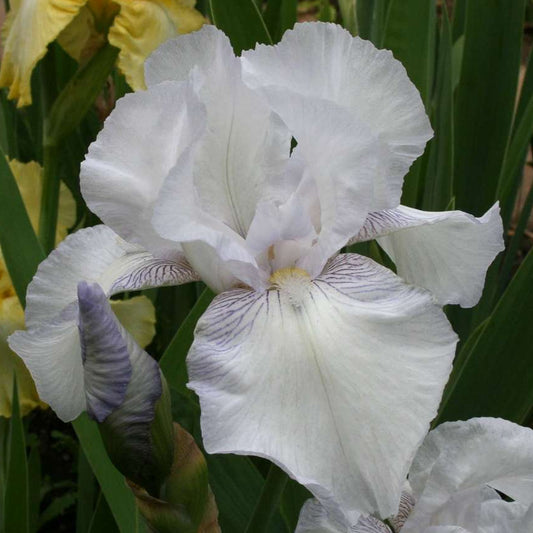 IRIS English Cottage image 0