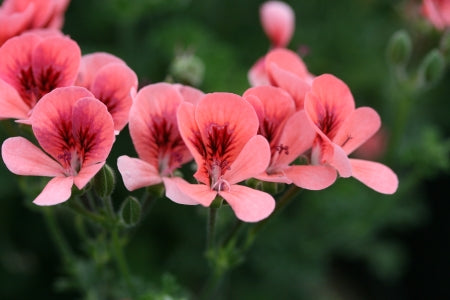 PELARGONIUM Angel Eyes Orange image 0