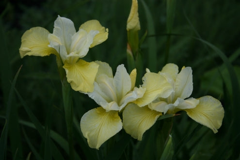 IRIS sibirica Butter and Sugar image 2