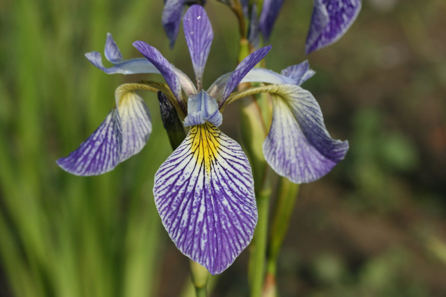 IRIS versicolor image 0