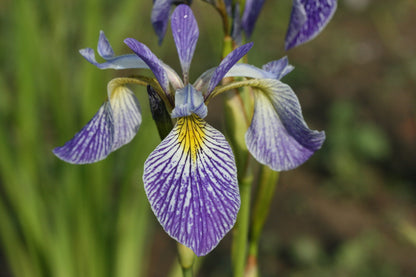 IRIS versicolor image 0