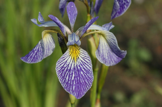 IRIS versicolor image 0