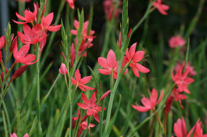 HESPERANTHA coccinea Major image 1