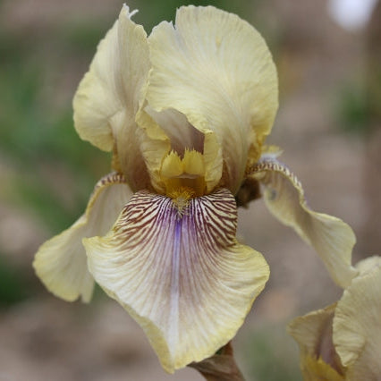 IRIS Benton Olive image 0