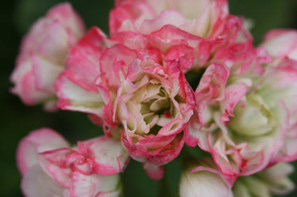 PELARGONIUM Appleblossom Rosebud image 0