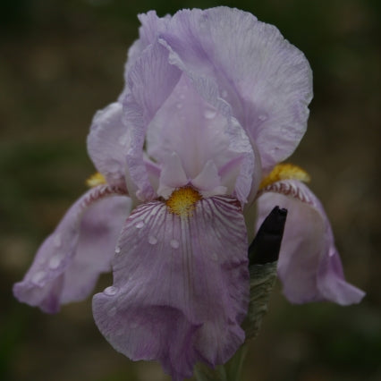 IRIS Susan Bliss image 0