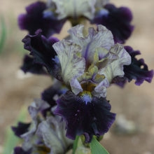 IRIS Dream Indigo image 2