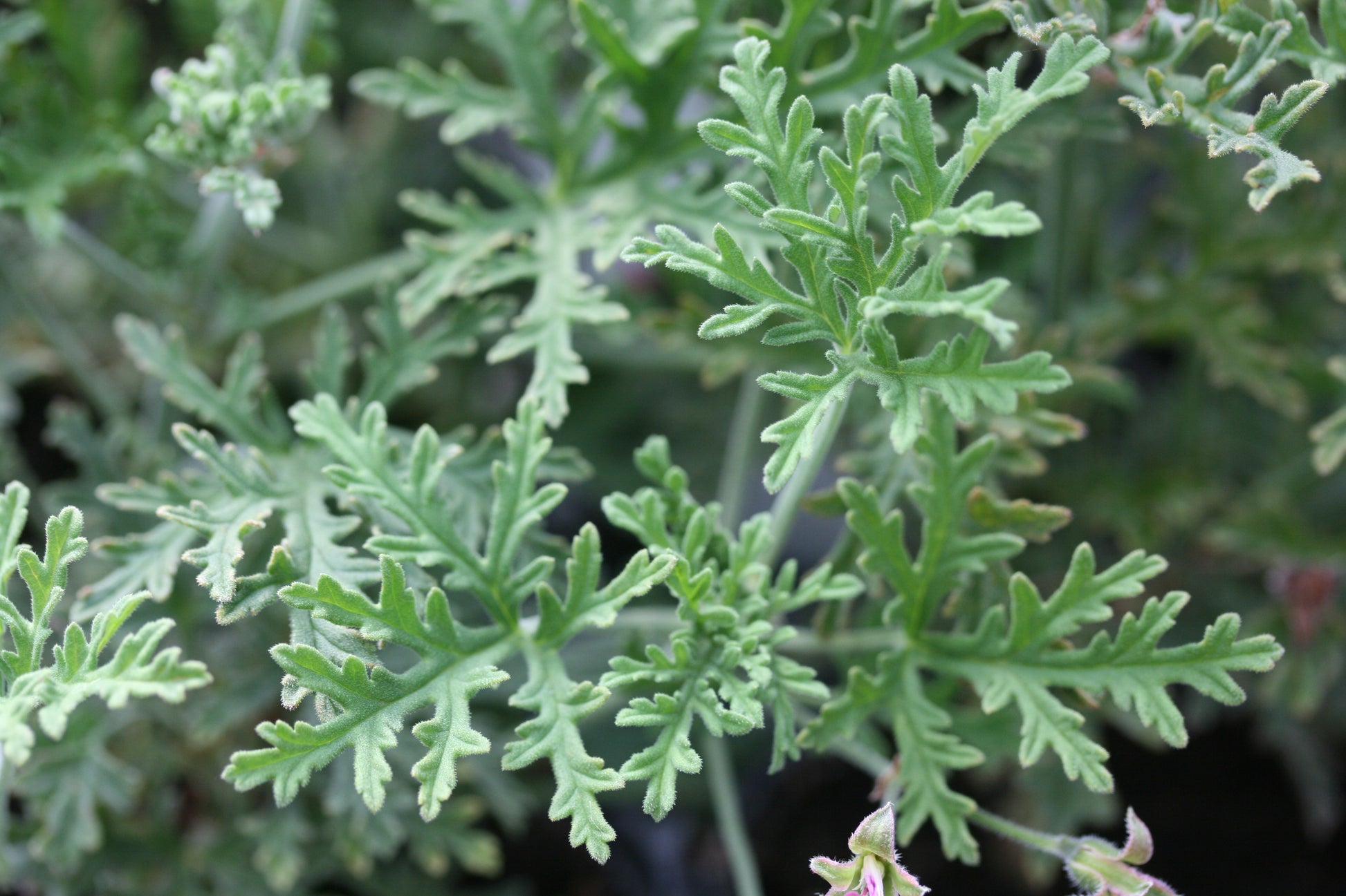 PELARGONIUM Blandfordianum Roseum image 1