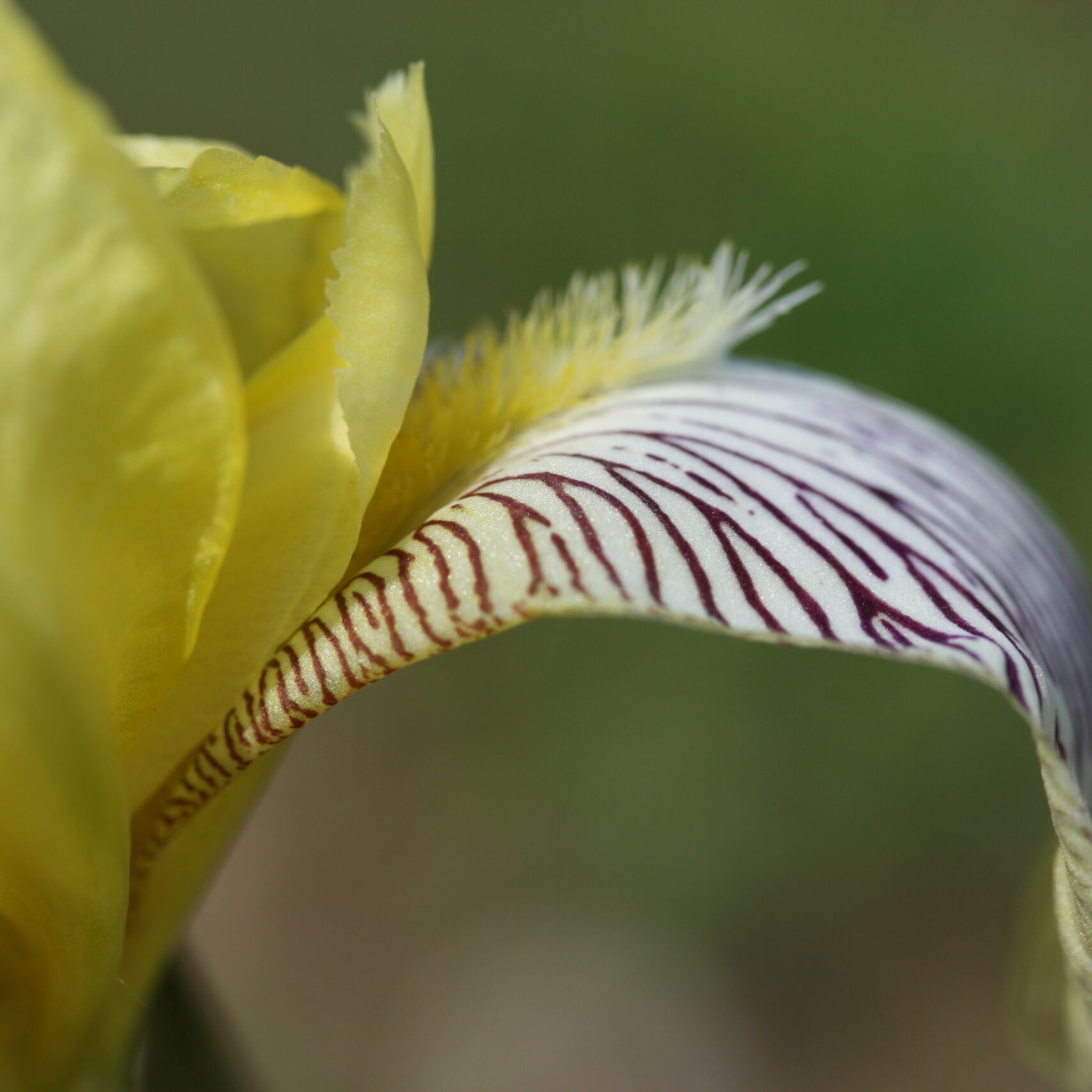 IRIS Gracchus image 1