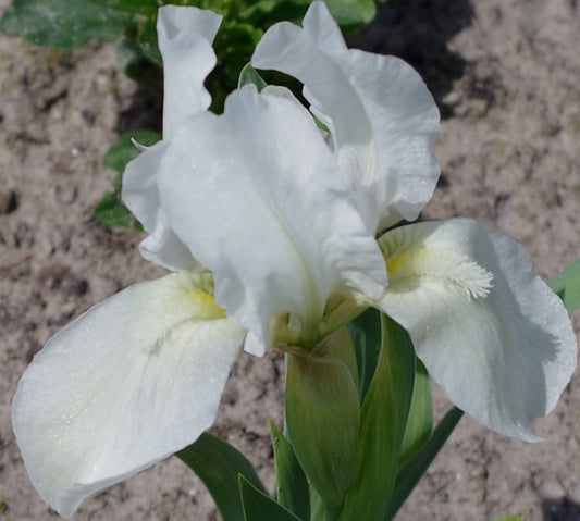 IRIS Lilli White image 0