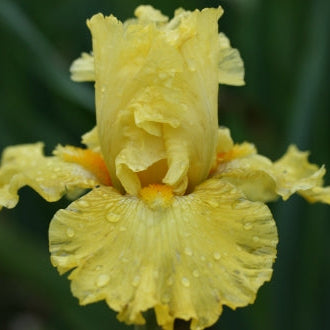 IRIS Golden Immortal image 2