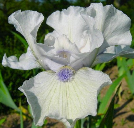 IRIS Love's Tune image 0