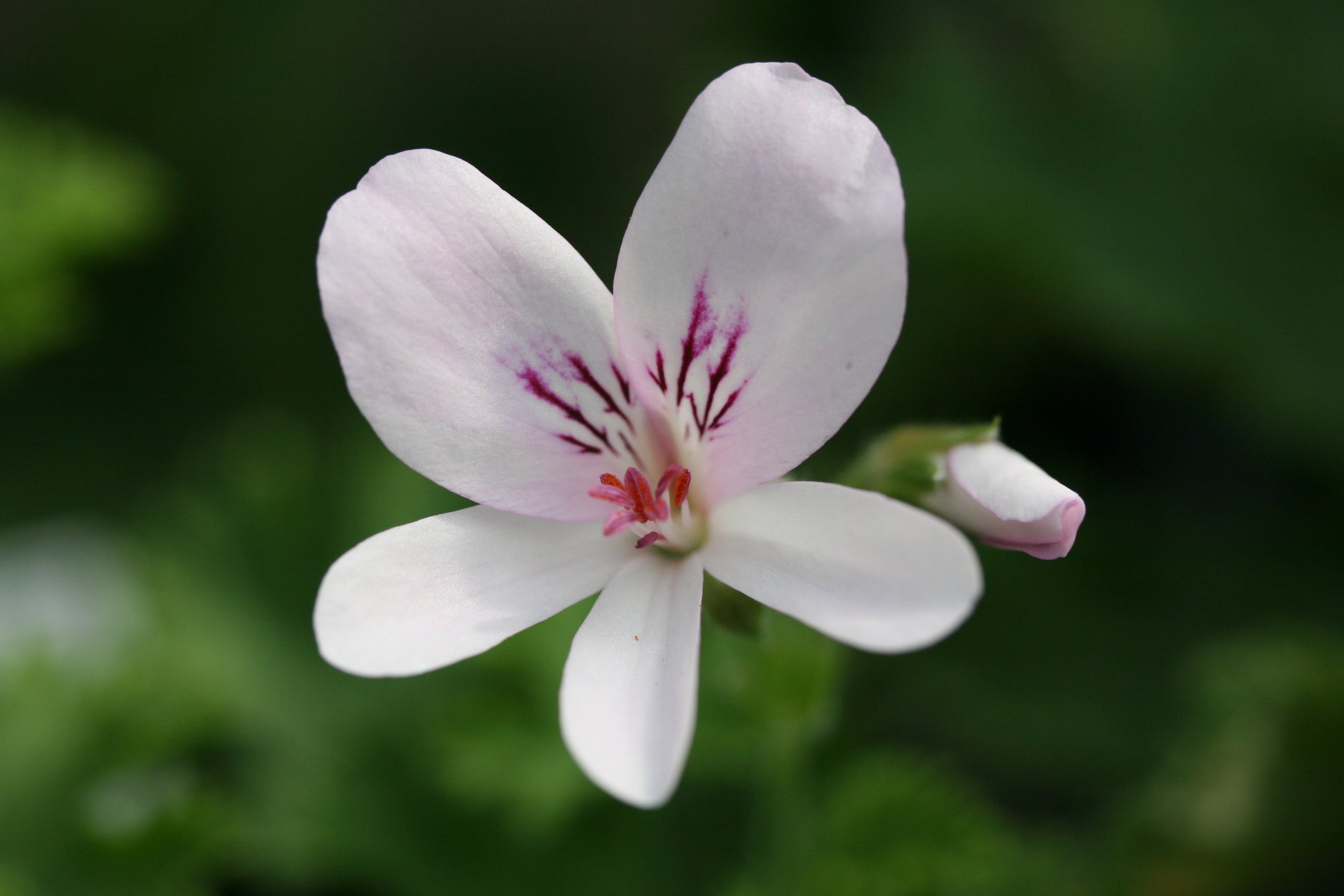 PELARGONIUM Prince Of Orange image 0