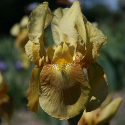 IRIS Glen Ellen image 0