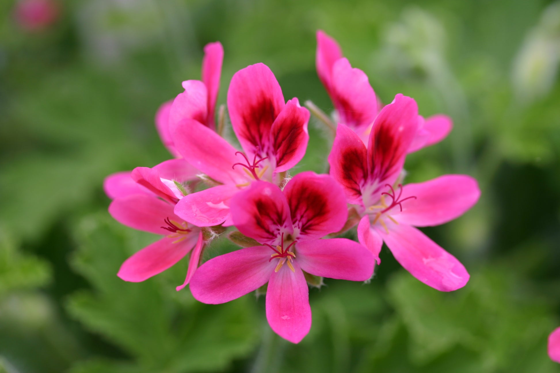 PELARGONIUM Vandersea image 0