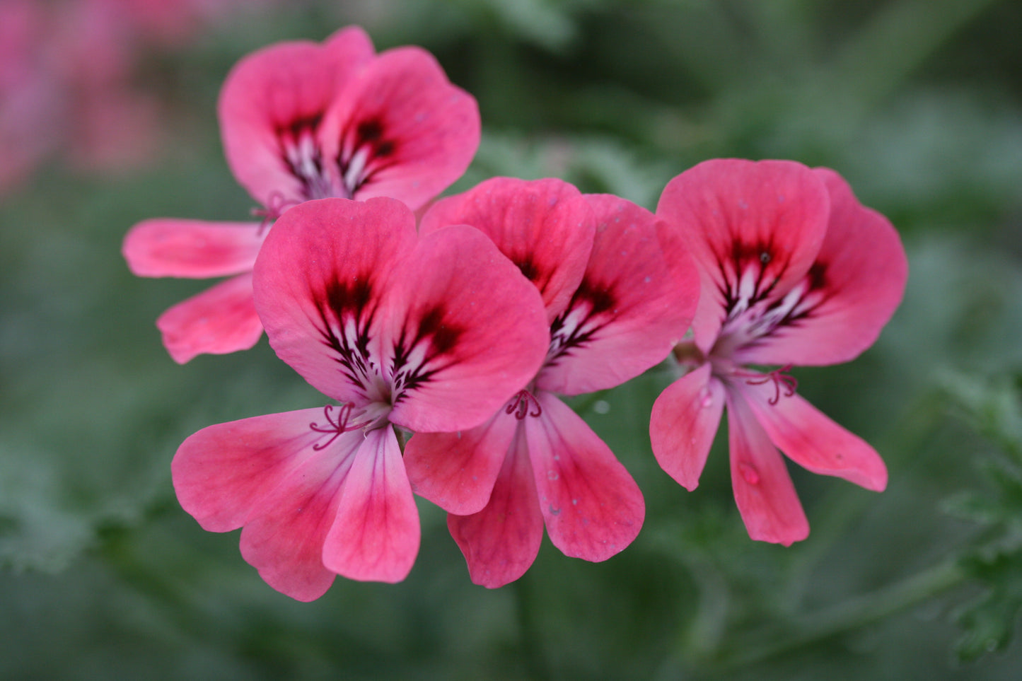 PELARGONIUM Lara Starshine image 0