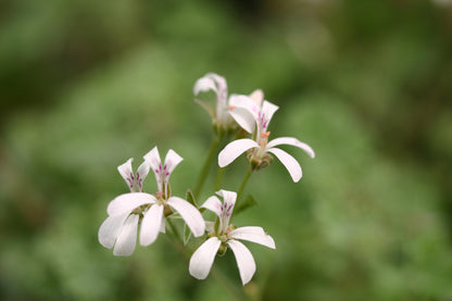 PELARGONIUM Ardwick Cinnamon image 0