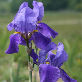 IRIS Blue Gown image 1