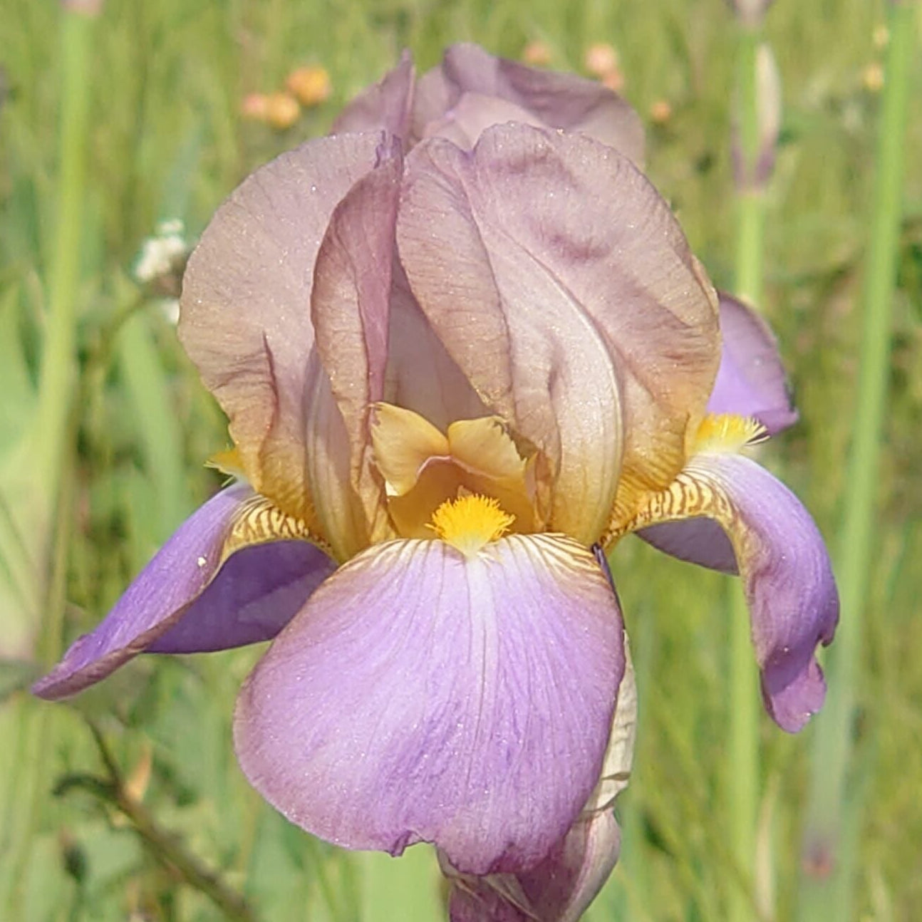 IRIS Quaker Lady image 0