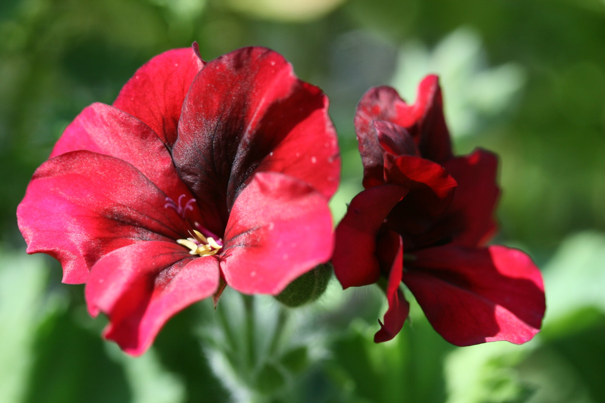 PELARGONIUM Voodoo image 3
