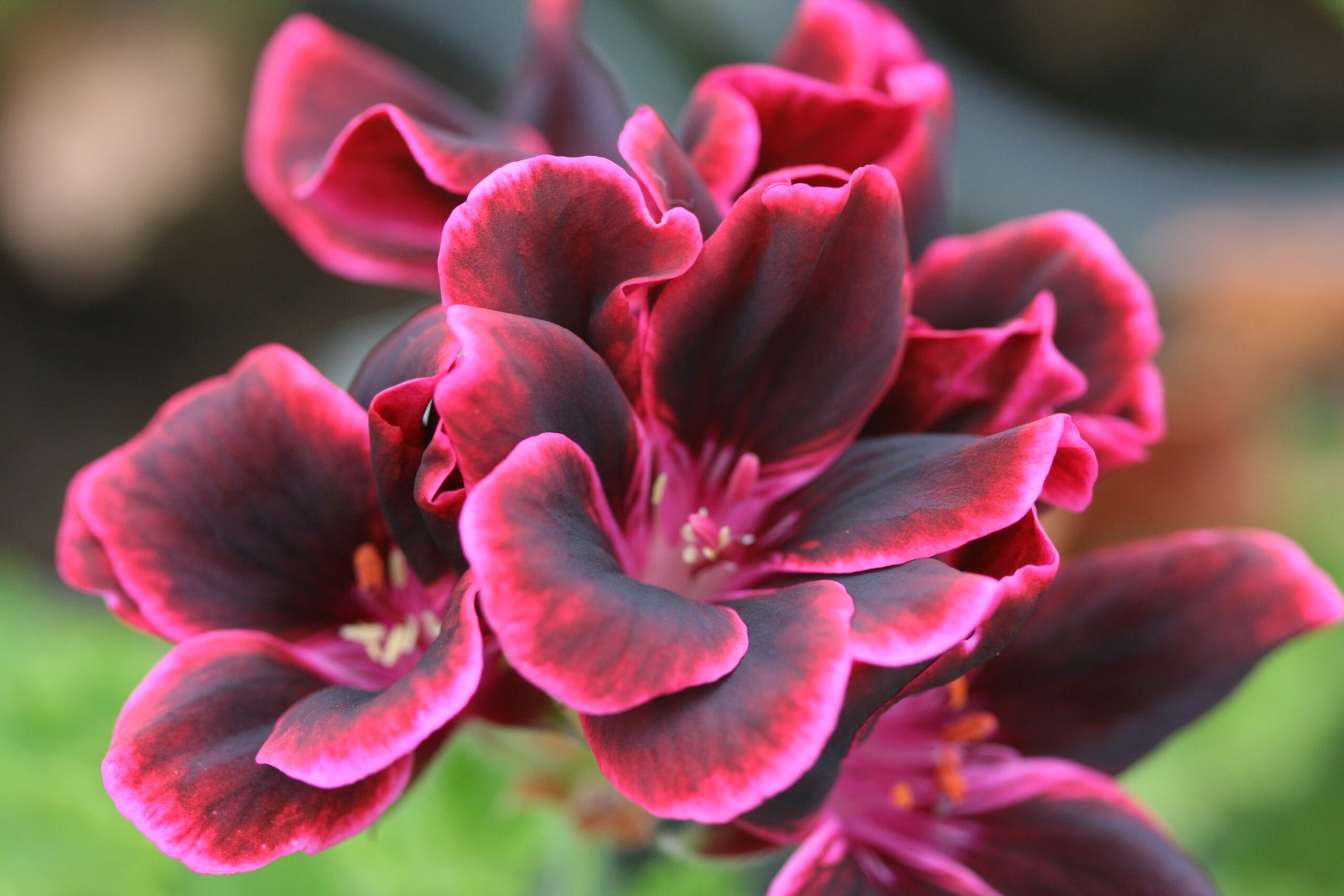 PELARGONIUM Lord Bute image 0