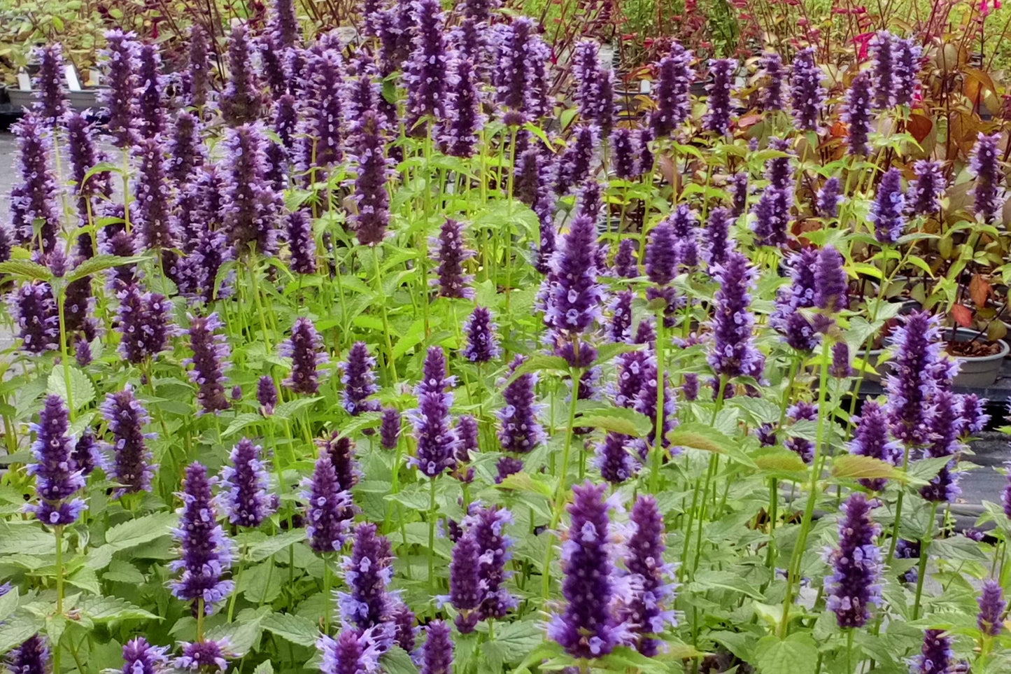 AGASTACHE Black Adder image 0
