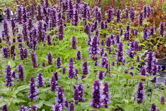 AGASTACHE Black Adder image 0