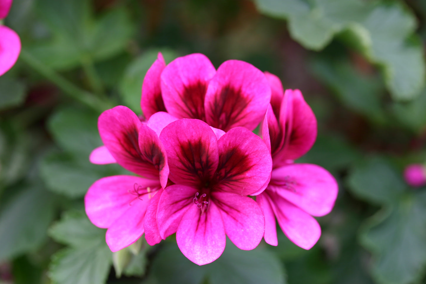 PELARGONIUM Ashby image 0
