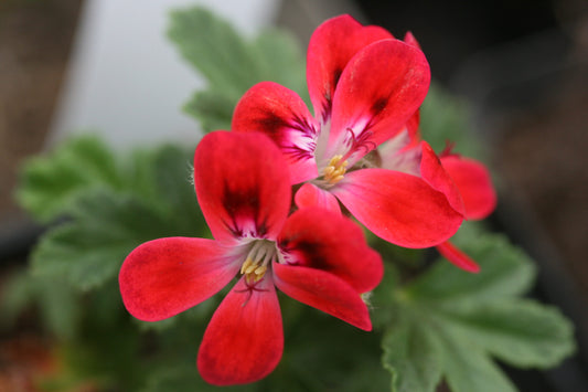 PELARGONIUM Woottens Unique image 0