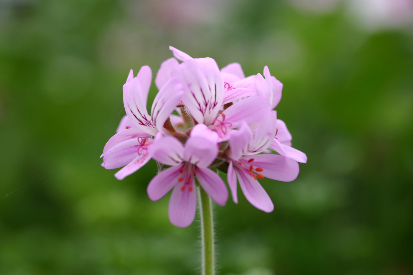 PELARGONIUM capitatum image 0