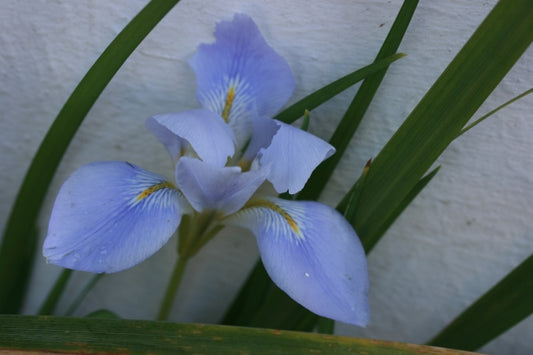 IRIS unguicularis image 0