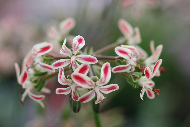 PELARGONIUM Blackman Beauty image 0