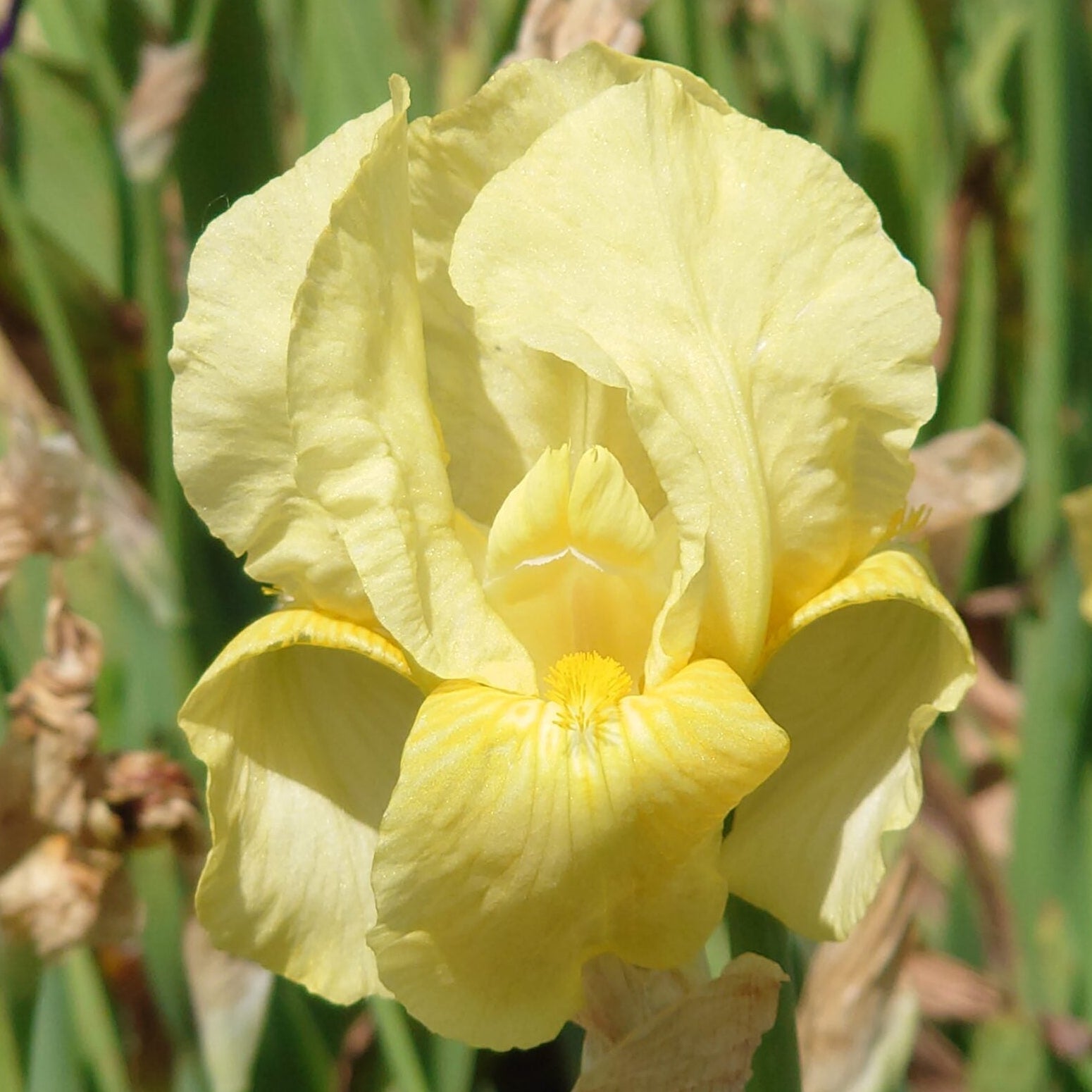 IRIS Sangreal image 0
