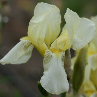 IRIS Flavescens image 2