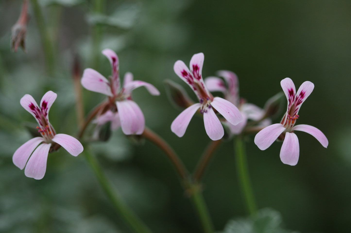 PELARGONIUM exstipulatum image 0