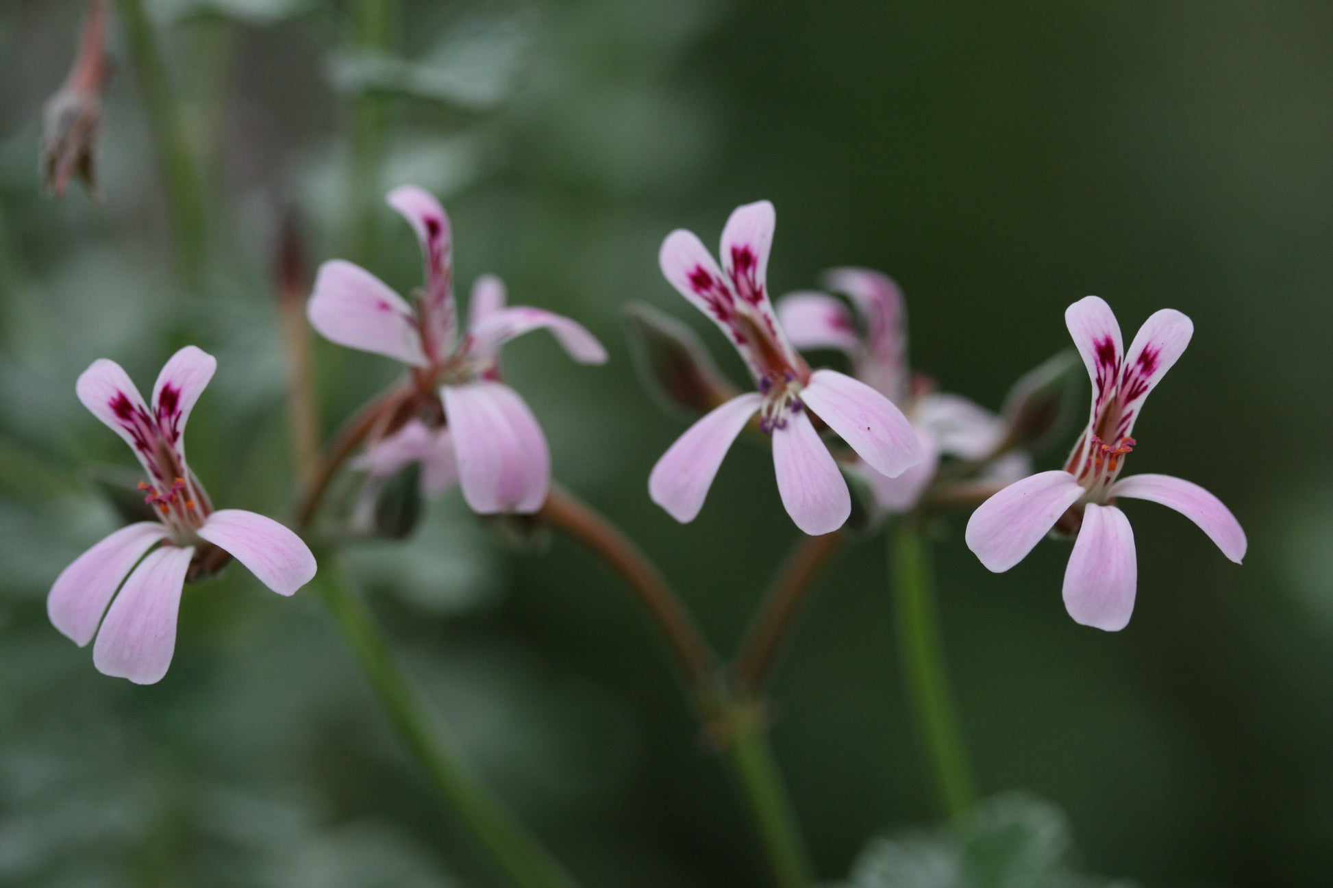 PELARGONIUM exstipulatum image 0