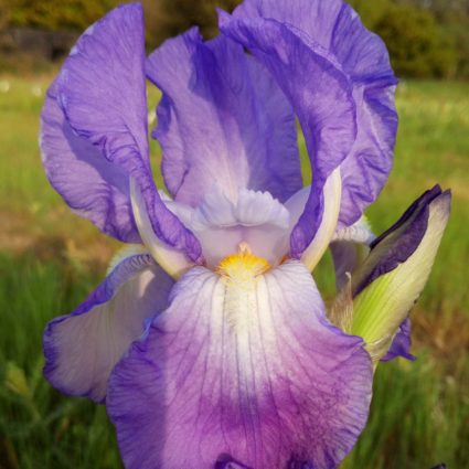 IRIS Aziyade image 0