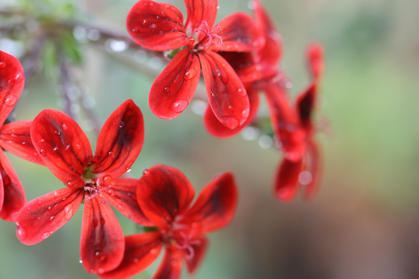 PELARGONIUM x Ardens image 2