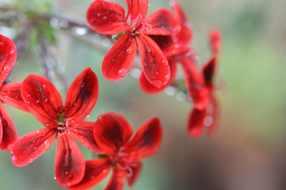 PELARGONIUM x Ardens image 2