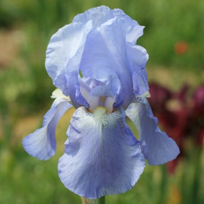 IRIS Jane Phillips image 0