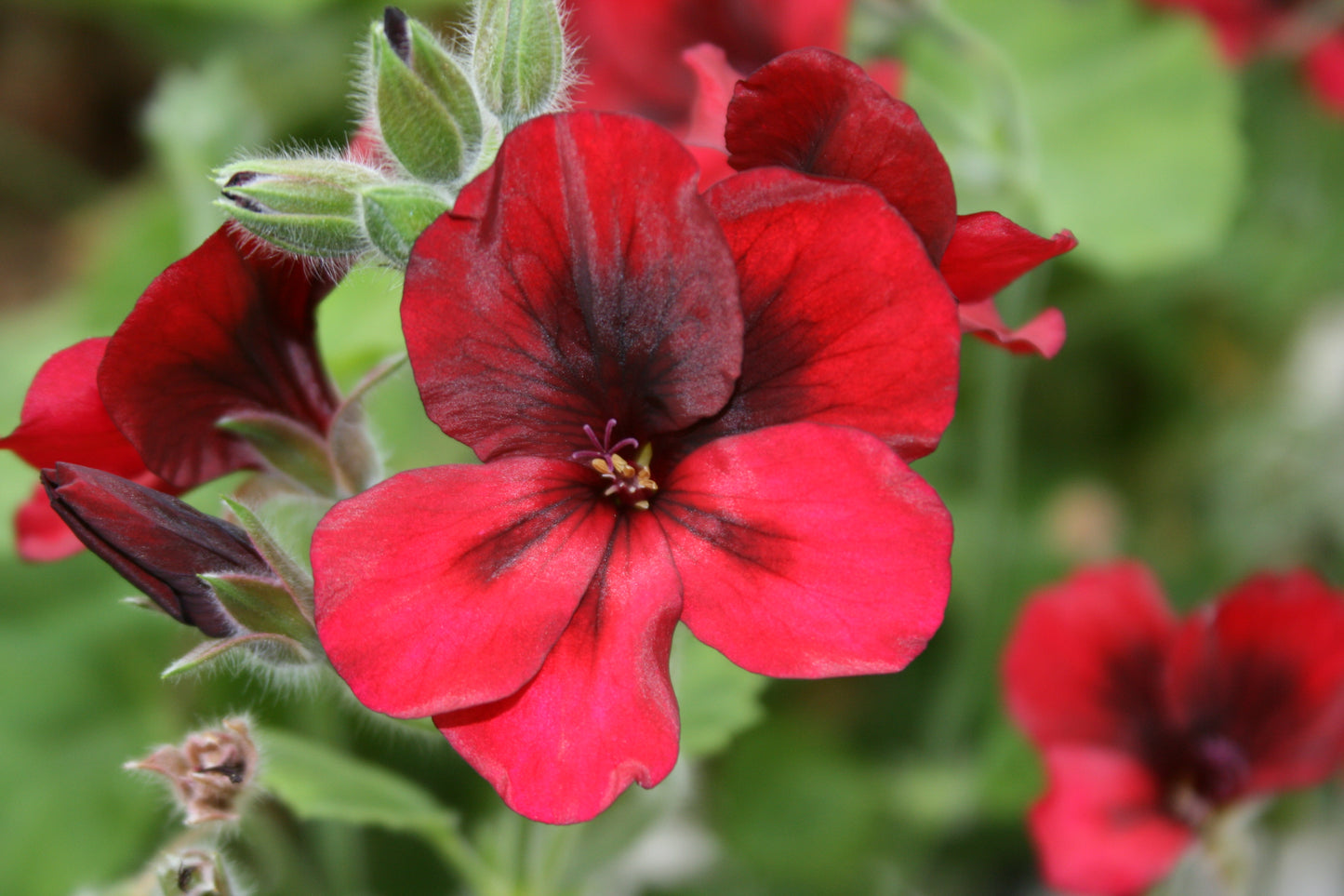 PELARGONIUM Voodoo image 1